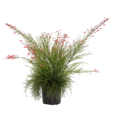 Russelia Firecracker plant, Russelia Firecracker for sale, Buy Russelia Firecracker online, Russelia Firecracker care, Outdoor Russelia Firecracker